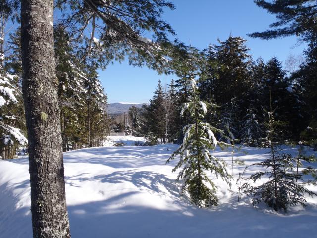 Blueberry Field in the Winter