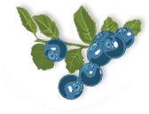 Blueberries