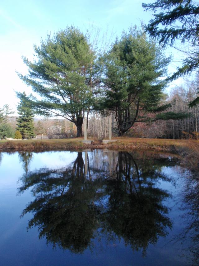 Pond