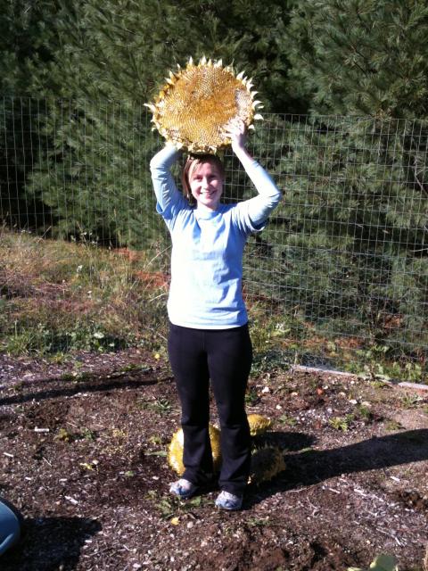 Sunflower